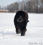 Превью фото № 89436