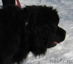 Превью фото № 89580