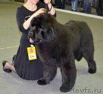 Превью фото № 89606