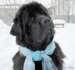 Превью фото № 89669