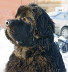 Превью фото № 89701