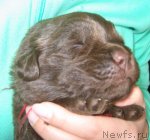 Превью фото № 89967