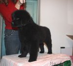 Превью фото № 90030