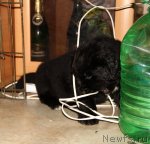 Превью фото № 90064