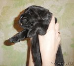 Превью фото № 90071