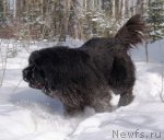 Превью фото № 90319