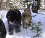 Превью фото № 90324