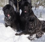 Превью фото № 90328