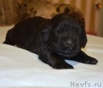 Превью фото № 90401