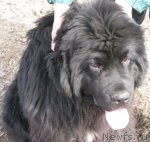 Превью фото № 90517