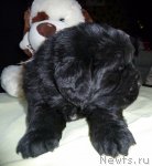 Превью фото № 90531