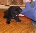 Превью фото № 90552