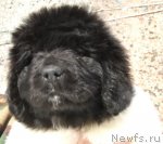 Превью фото № 90642