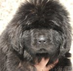 Превью фото № 90657