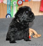 Превью фото № 90678