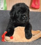 Превью фото № 90682