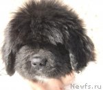 Превью фото № 90688