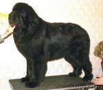 Превью фото № 9073