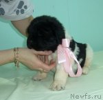 Превью фото № 90819