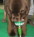 Превью фото № 90994