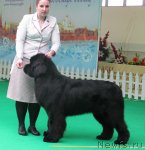 Превью фото № 91002