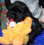 Превью фото № 91086