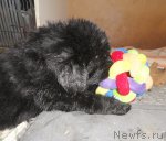 Превью фото № 91274