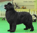 Превью фото № 91291