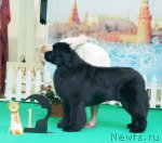 Превью фото № 91354