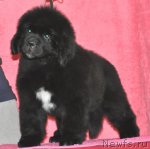 Превью фото № 91360