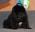 Превью фото № 91710