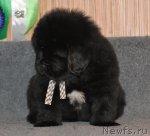 Превью фото № 91720