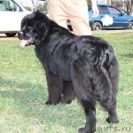 Превью фото № 91787