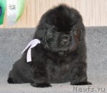 Превью фото № 91866