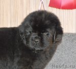 Превью фото № 91867