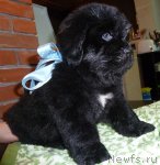 Превью фото № 91900