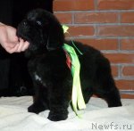 Превью фото № 92053