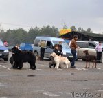 Превью фото № 92078