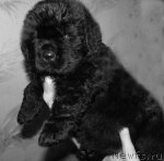 Превью фото № 92080