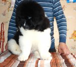 Превью фото № 92111