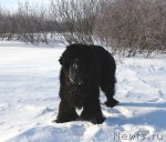 Превью фото № 92116