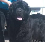 Превью фото № 92128