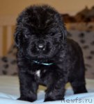 Превью фото № 92173