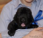 Превью фото № 92196