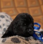 Превью фото № 92203