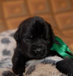 Превью фото № 92209