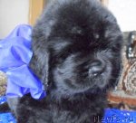 Превью фото № 92223