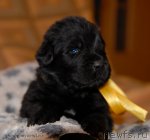 Превью фото № 92225