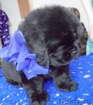 Превью фото № 92229