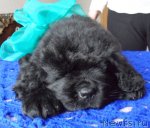 Превью фото № 92233